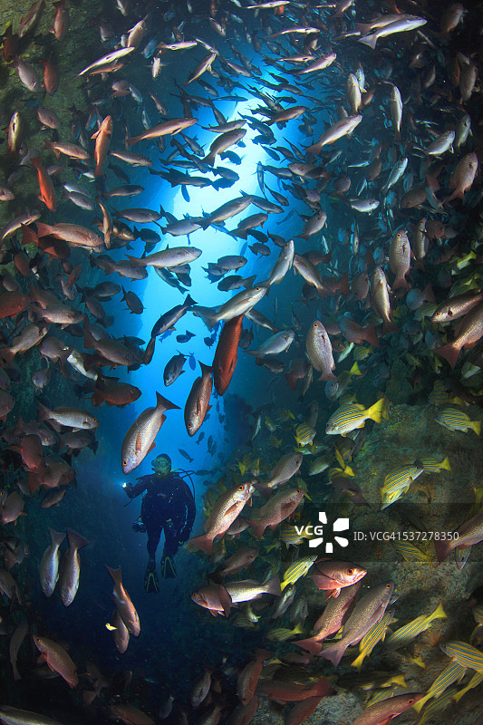 水肺潜水员在洞穴中与大量鲷鱼图片素材