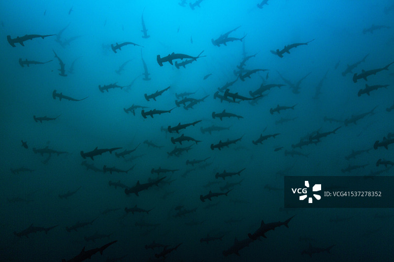 大量的锤头鲨鱼群图片素材