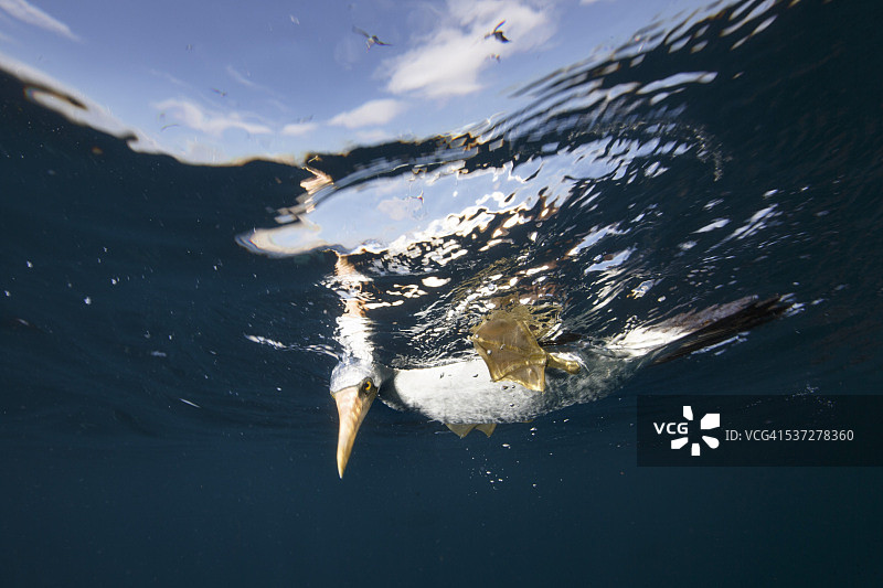 俯视大海的戴面具的鲣鸟图片素材