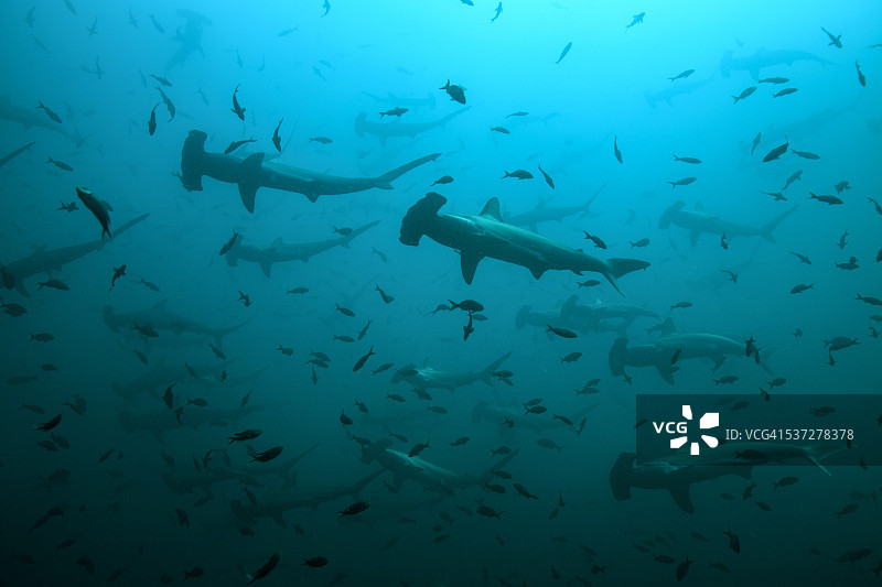 一群锤头鲨在小鱼群中游动图片素材