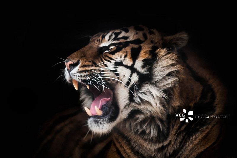 苏门答腊虎图片素材