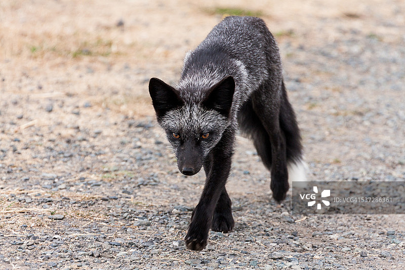 行走在碎石上的小灰狐图片素材