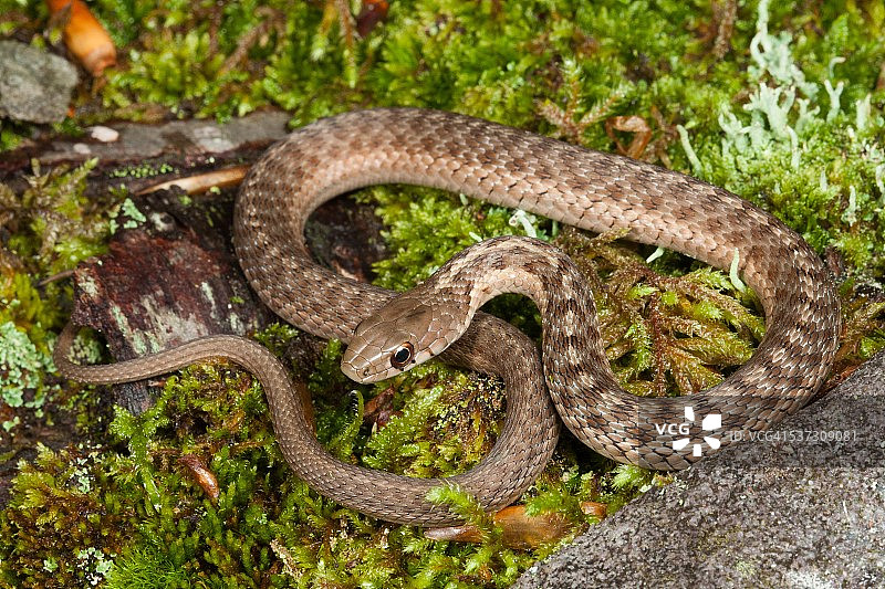 东部束带蛇（Thamnophis sirtalis）图片素材
