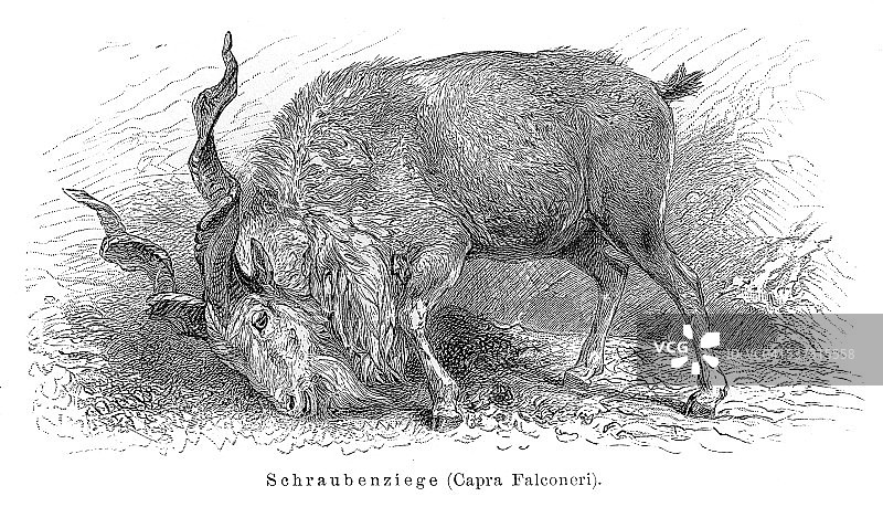 1897年马克霍尔山羊雕刻图片素材