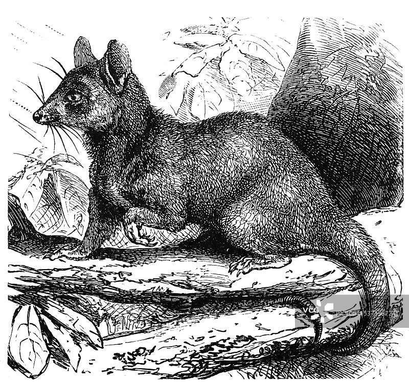 灰色负鼠图片素材