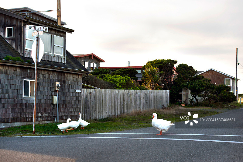 美国俄勒冈州班顿的家鹅图片素材