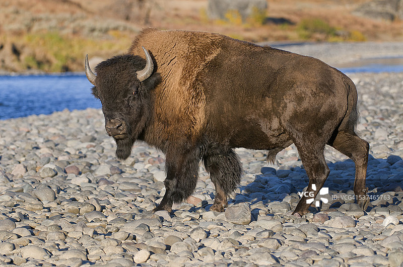 黄石国家公园拉马尔河的野牛图片素材
