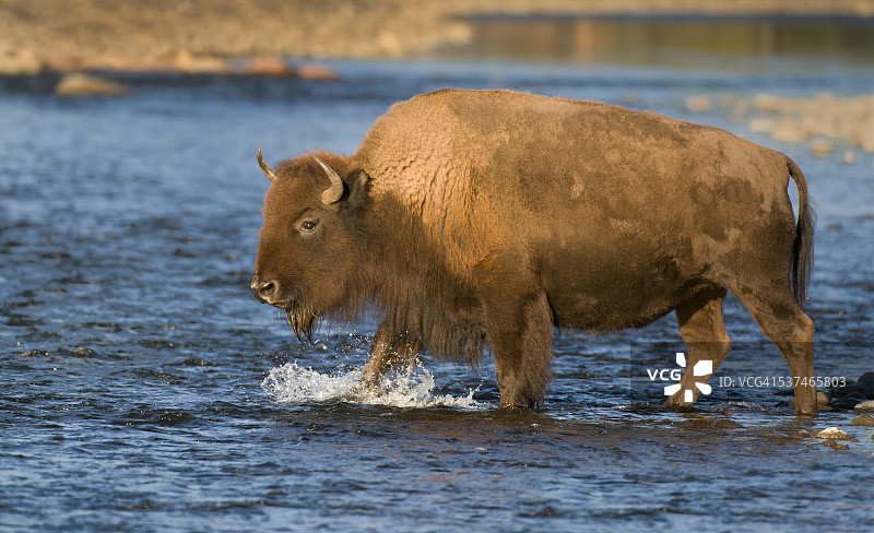 黄石国家公园拉马尔河的美洲野牛图片素材