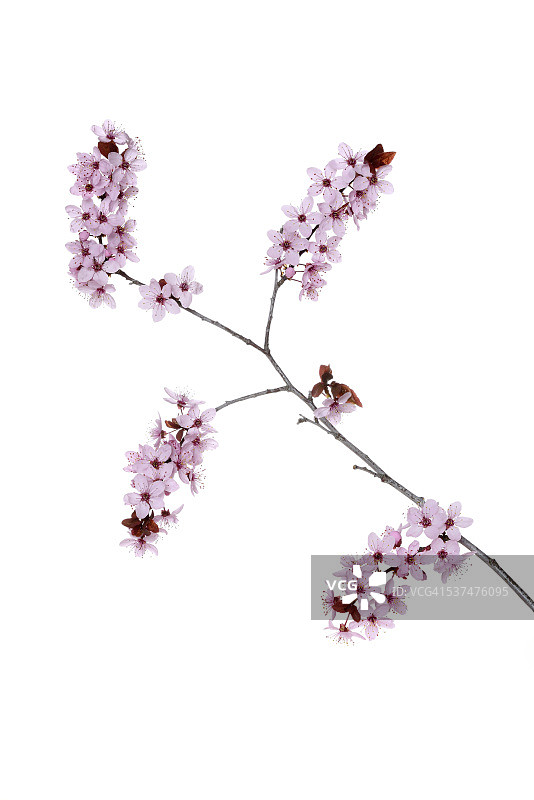 红叶李图片素材