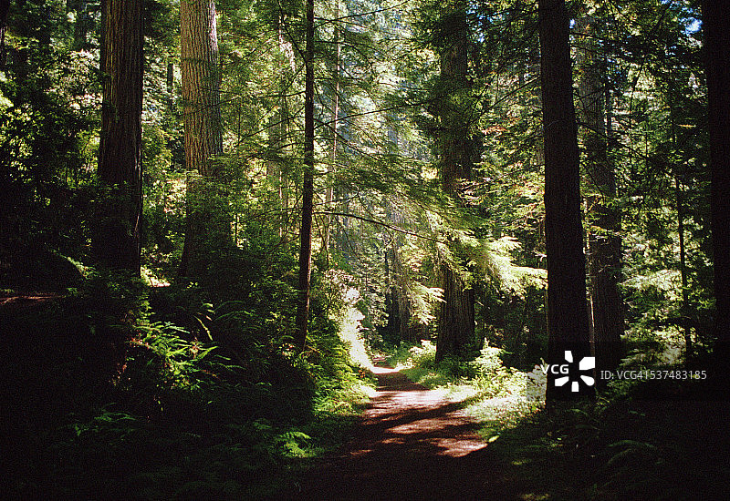 阳光充足的红杉森林小径图片素材