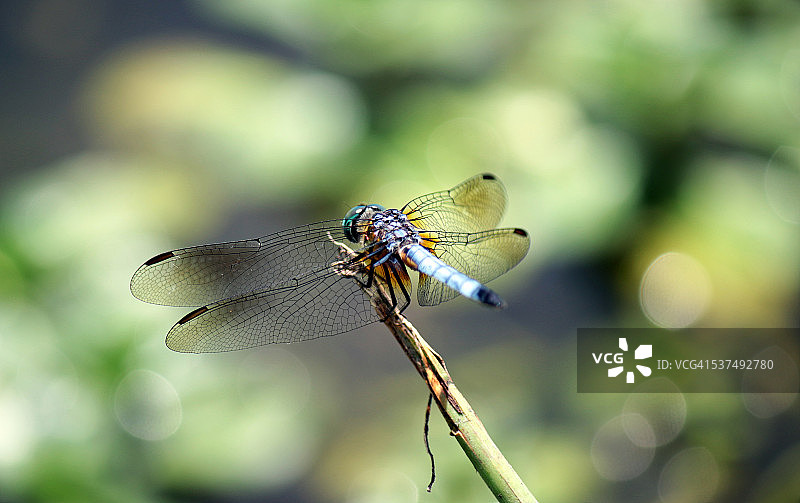蓝色蜻蜓的翅膀图片素材