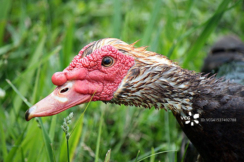 莫斯科维图片素材