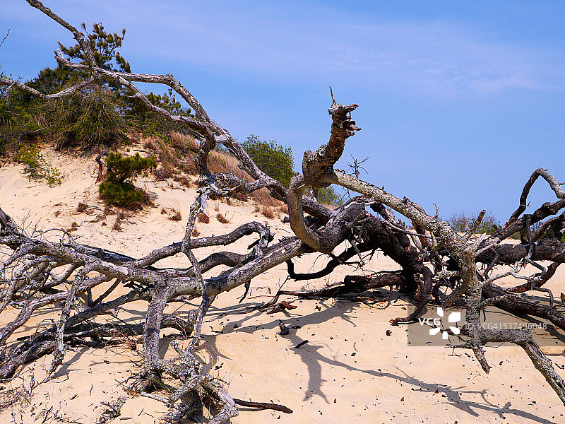 骑师岭州立公园的扭曲树枝图片素材