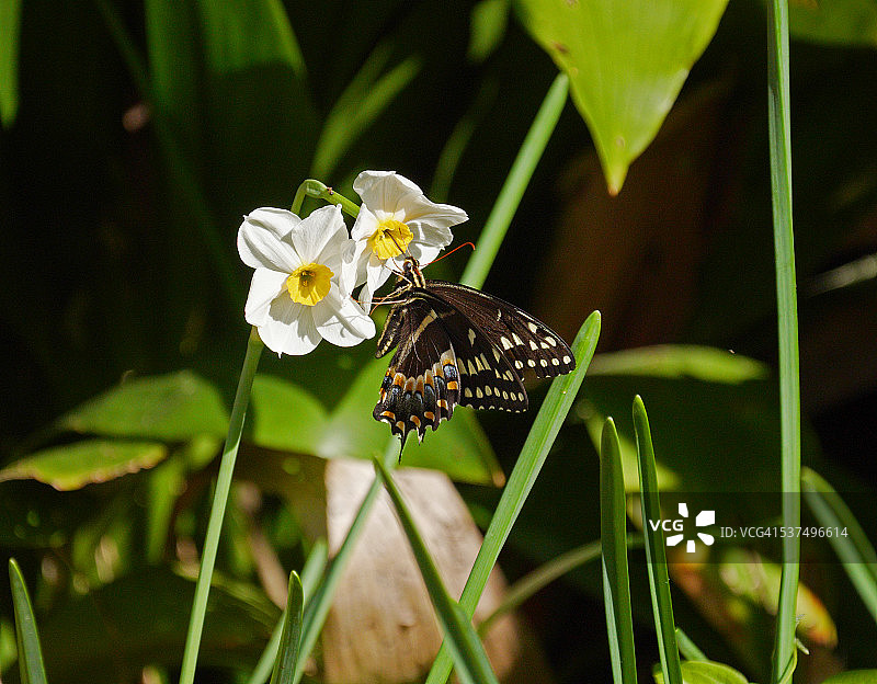 水仙花上的黑色凤尾蝶-北卡罗来纳州罗阿诺克岛图片素材