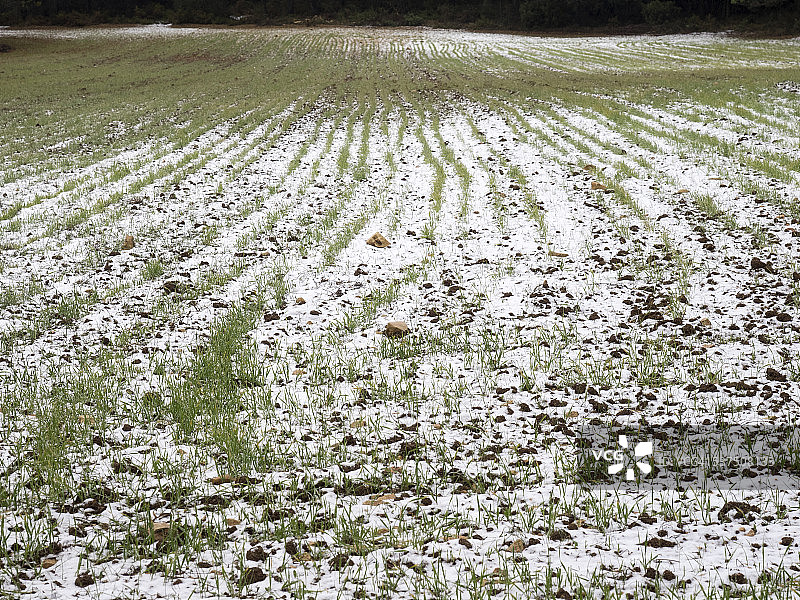 被白雪覆盖的麦田图片素材