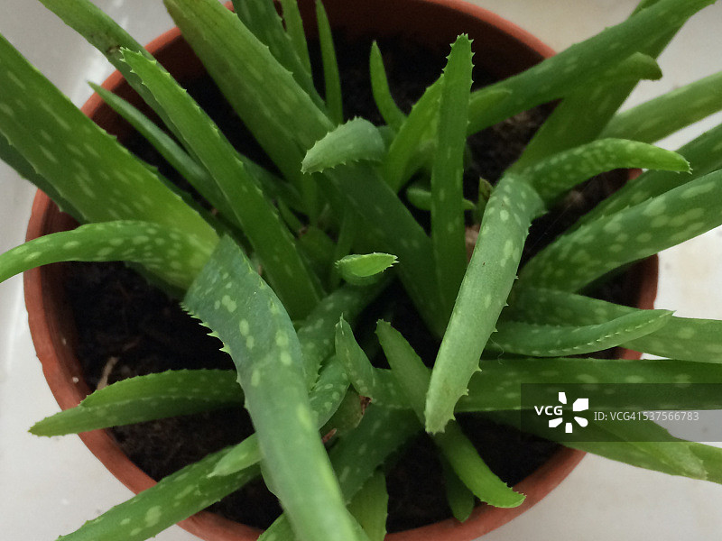 药草补充剂图片素材