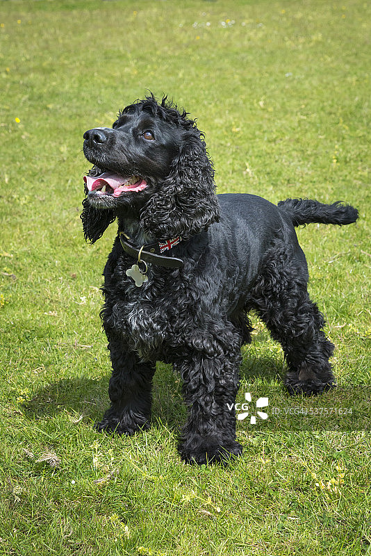 可爱的小黑色可卡犬图片素材