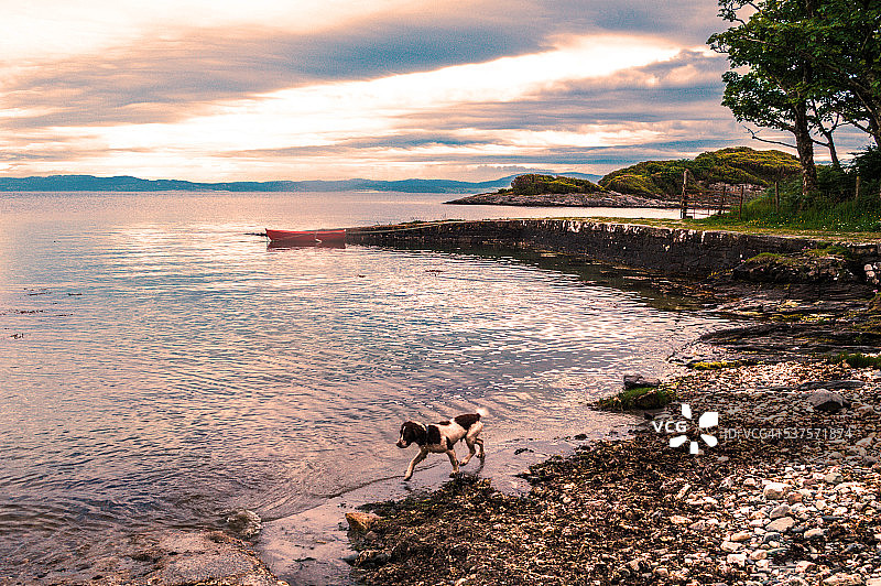 在朱拉岛海滩上小跑的西班牙猎犬图片素材