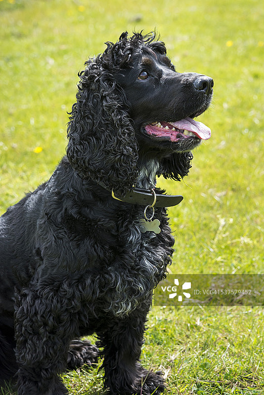 沐浴在夏日阳光下的黑色可卡犬图片素材