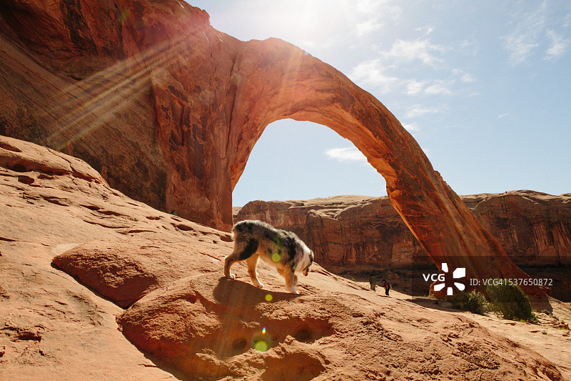 科罗娜拱门下岩石上的狗图片素材