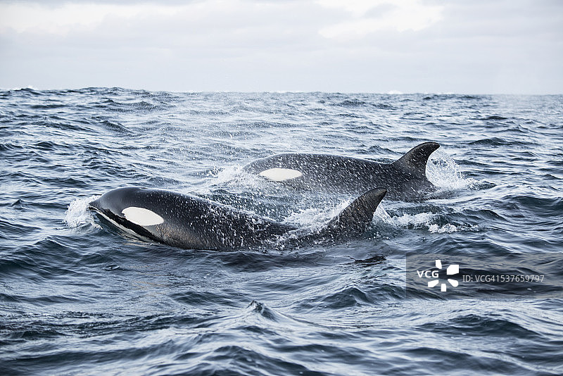 两只虎鲸浮出水面图片素材