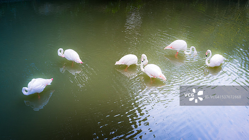 宁静湖面上的白色仙鹤图片素材