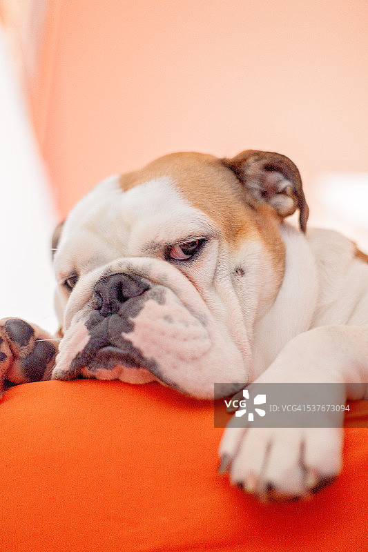 家中英国斗牛犬幼犬图片素材