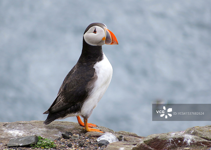 英格兰法恩群岛的海鹦图片素材