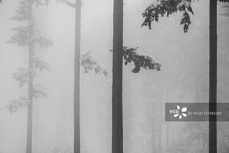 雾蒙蒙的冬季天气中的树干图片素材