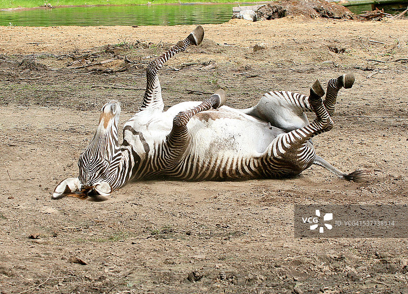 细纹斑马尘浴图片素材