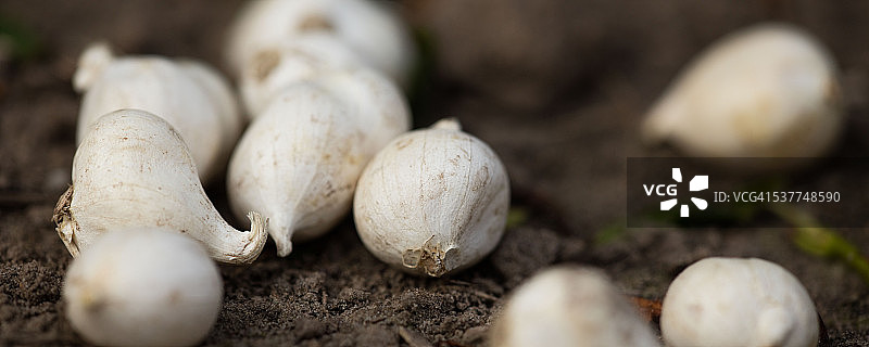 黄花葱鳞茎图片素材