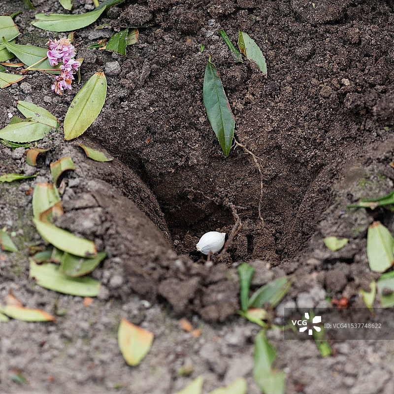 黄花葱球茎图片素材