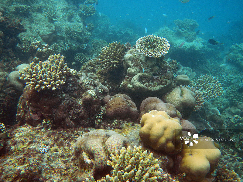 马尔代夫珊瑚礁风光图片素材