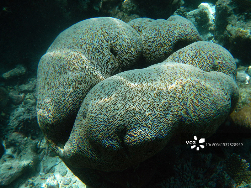 马尔代夫礁石上的石珊瑚图片素材