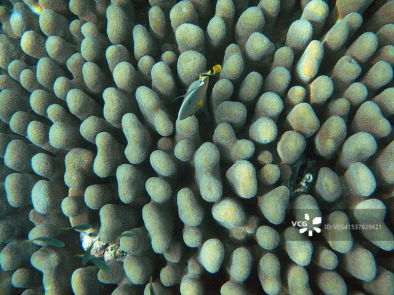 鹿角珊瑚特写镜头图片素材