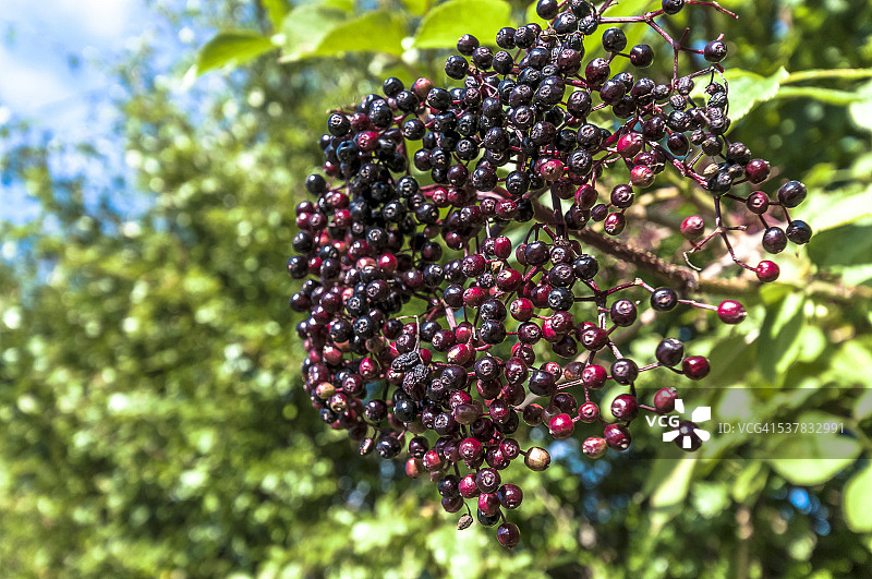 适合酿制接骨木浆果酒的成熟浆果图片素材