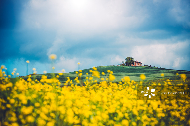 托斯卡纳油菜田图片素材