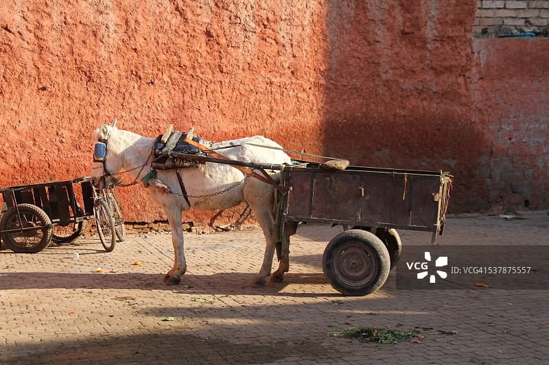 马拉喀什的孤独驴车图片素材