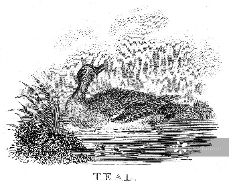 1802年英国绿头鸭雕刻图片素材
