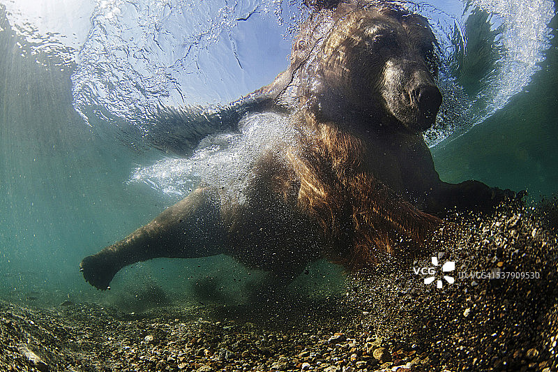 水下拍摄的堪察加棕熊图片素材