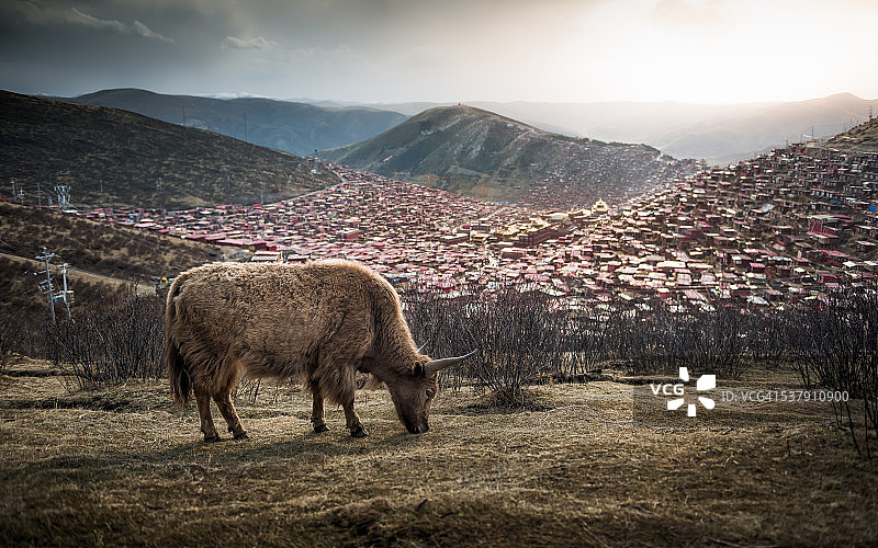 中国西藏的喇荣寺五明佛学院图片素材