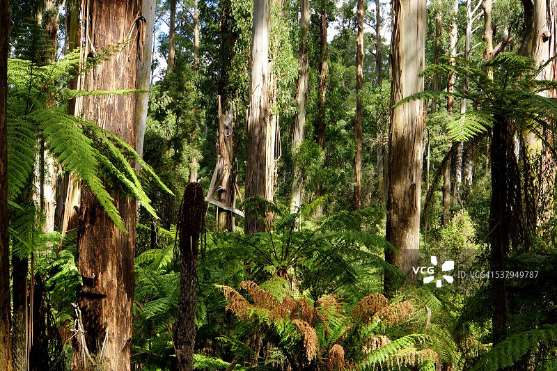 丹德农山脉森林图片素材