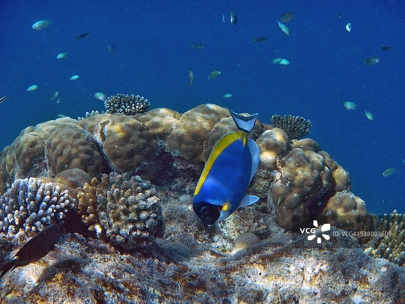 在马尔代夫礁石上浮潜图片素材