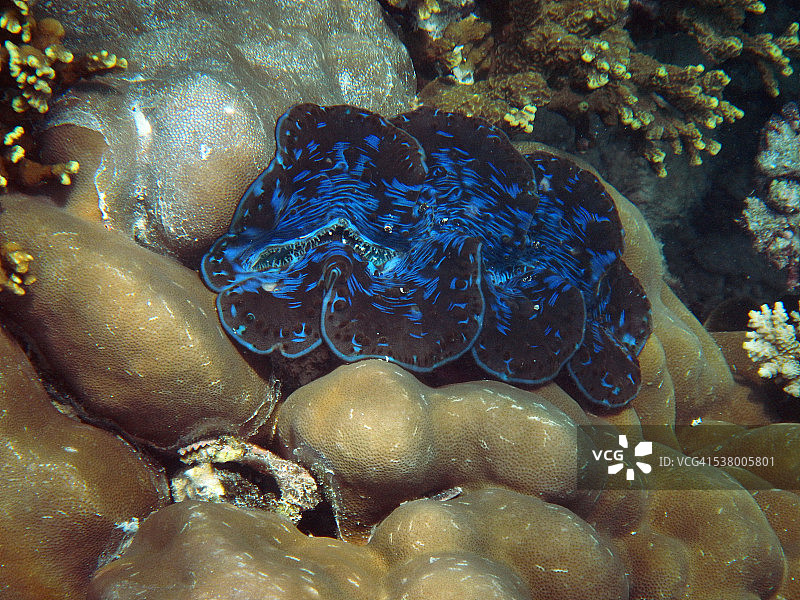 蓝色砗磲贝图片素材