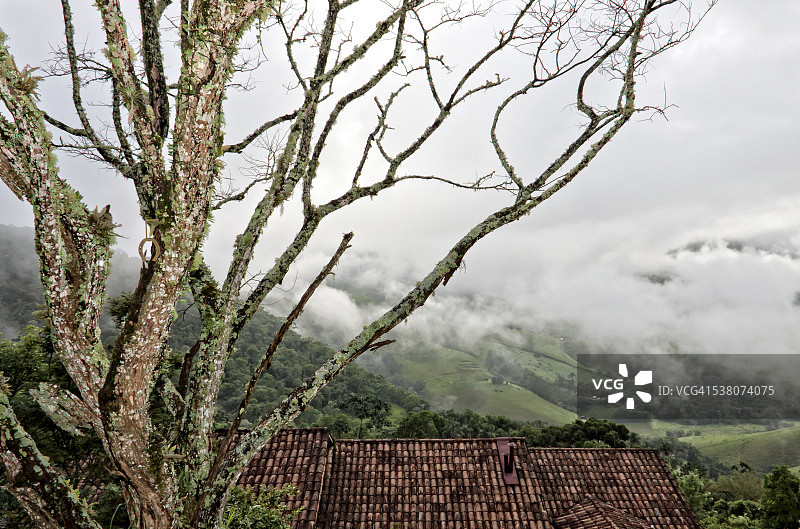带有马蹄铁的树图片素材