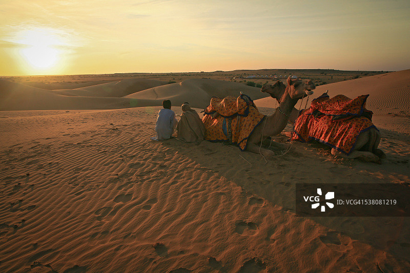 日落时分的斋沙默尔骆驼图片素材