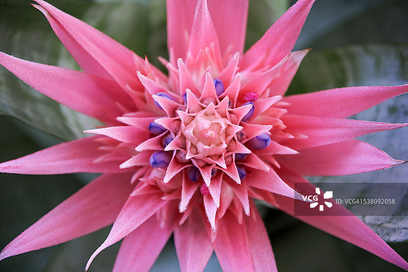 银色花瓶凤梨图片素材