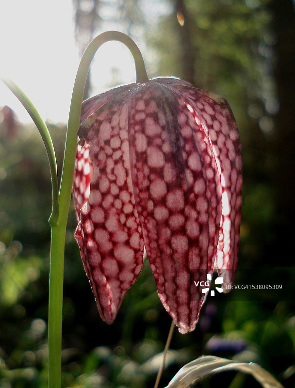 蛇头风铃草图片素材