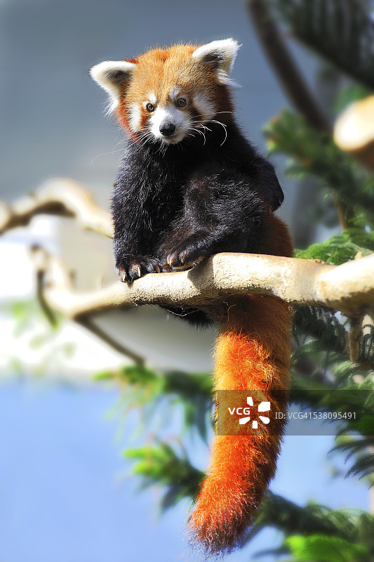 小熊猫图片素材