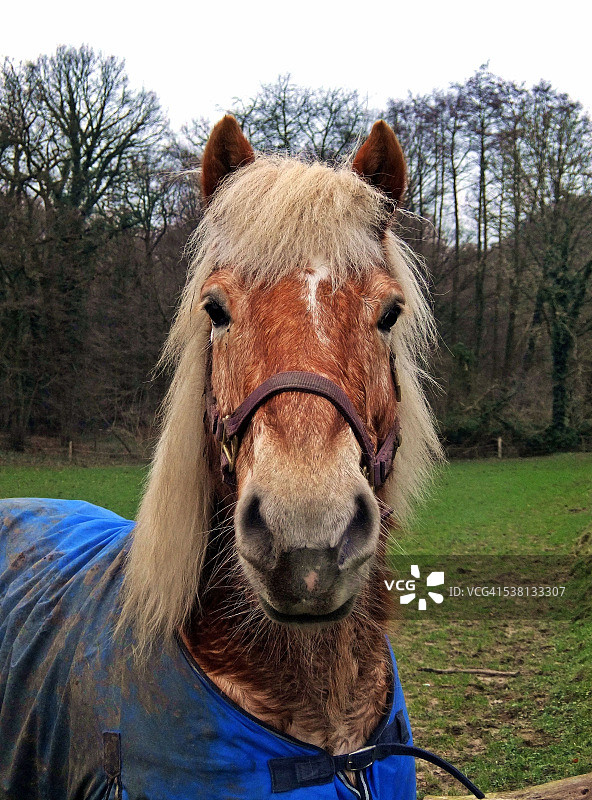 海福灵格马图片素材